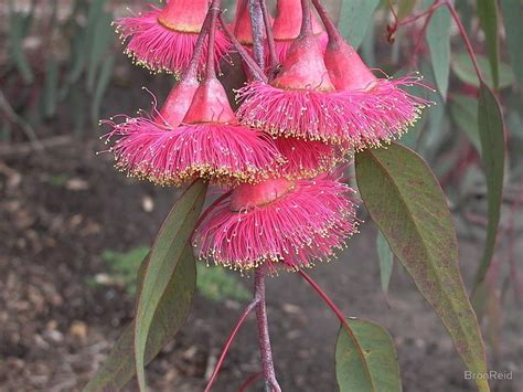 Weeping Red Flowering Gum Blossom By Bronreid Australian Wildflowers