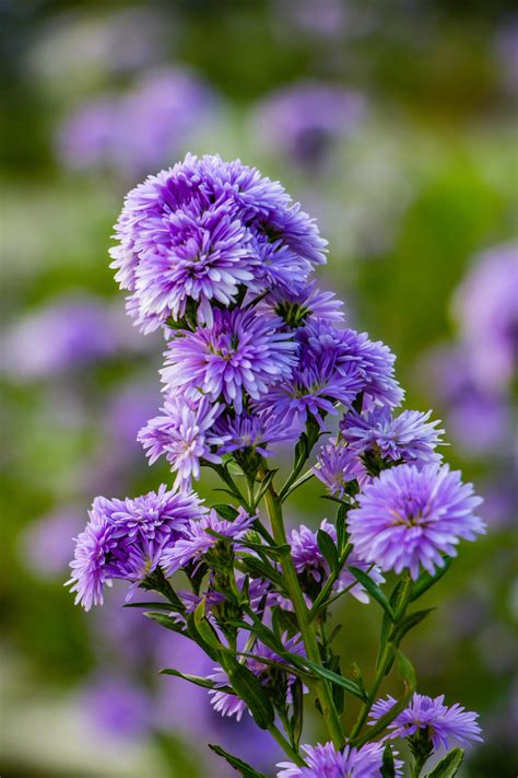 Free Images Flower Purple Petal Herbaceous Plant Annual Plant
