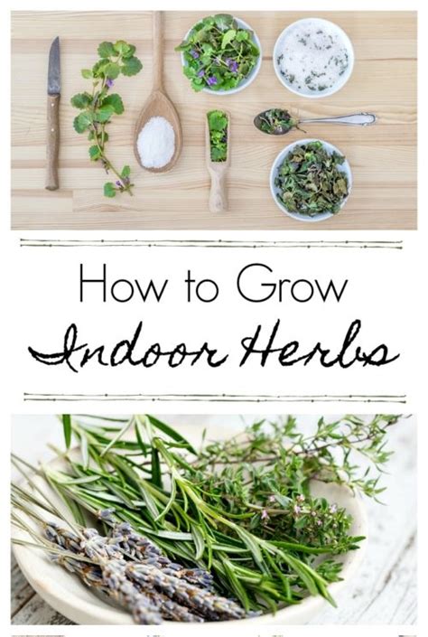 How To Grow Herbs Indoors Town And Country Living Bloglovin
