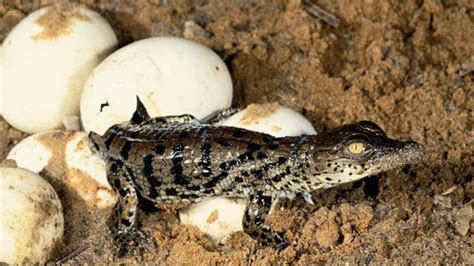 Mother Crocodile Laying Eggs And Attack To Protect Eggs Youtube