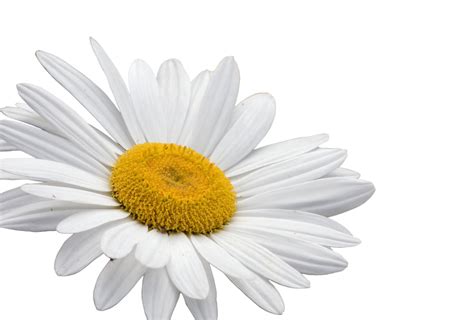 Daisy Flower White Background Free Stock Photo Public Domain Pictures