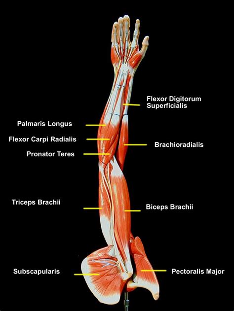 Anatomy Of The Human Arm Muscles