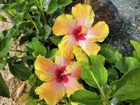 Double Hibiscus Flower Photograph By Charlotte Gray Fine Art America