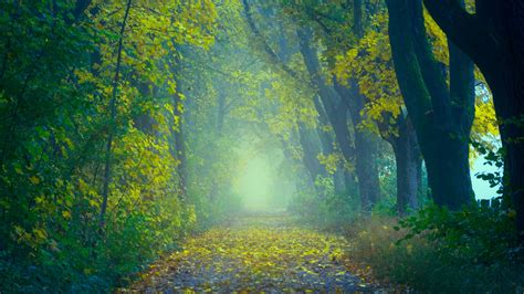 Download Wallpaper 1920x1080 Autumn Path Fog Foliage Blur Forest