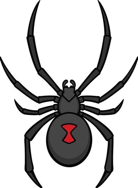 Royalty Free Black Widow Spider Clip Art Vector Images And Illustrations