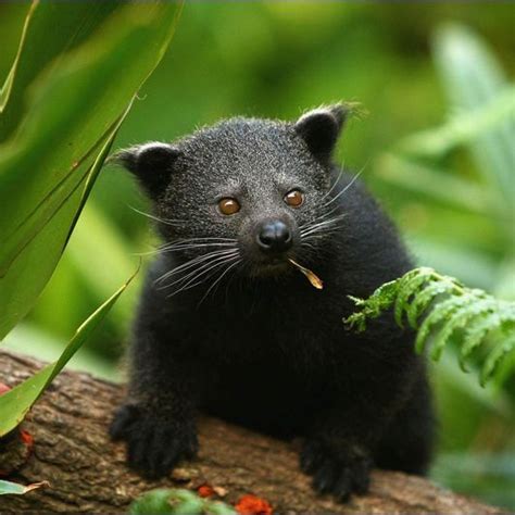 The Future Is Now On Instagram “meet The Bearcat Also Called The Binturong A Small Shy