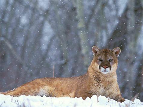 The Puma A Beautiful Wild Animal The Wildlife