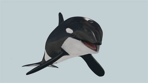 Killer Whale 8k 3d Animated By Virtual Creator And Creature