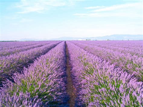 Doterra Lavender Field