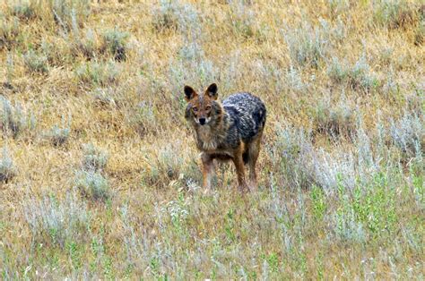 Steppe Definition Description Plants Animals Importance And Facts