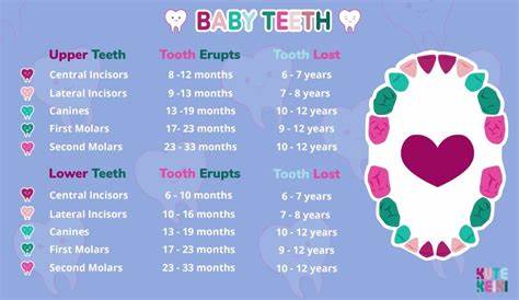 Baby Teething - Everything You Need to Know | Kute Keiki | Teething