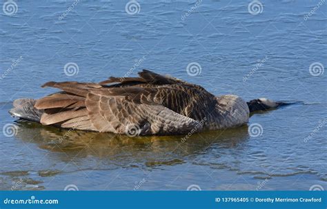 Dead Canada Goose On Winter Ice Stock Image Image Of Body Wildlife 137965405