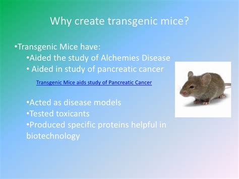Transgenesis provides the potential for an organism to express a trait that it normally would not. Transgenic organisms powerpoint