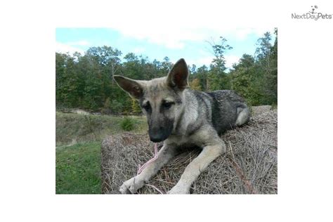 Mystic is a beautiful flashy silver sable. Meet Gracie's Miss Pink a cute German Shepherd puppy for ...