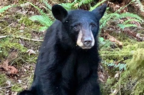 Wildlife Officials Kill Bear In Oregon Because Of Selfies