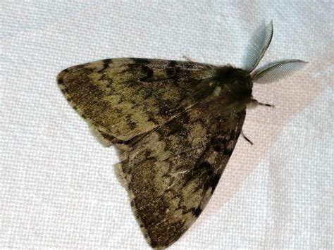 Photo Gypsy Moth Lymantria Dispar Observation Org