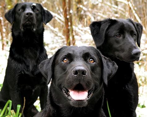 I Know These Faces Black Labrador Retriever Retriever Dog Black