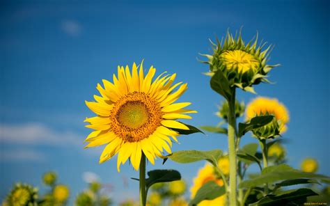 Best Beautiful Sunflower Wallpapers Hd Collection For The