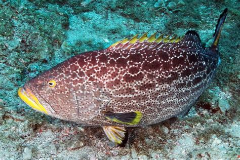 Grouper Yellowfin South Atlantic Fishery Management Council