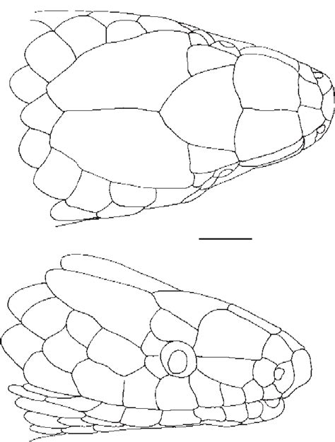 Dibujo Esquemático De La Cabeza Vistas Dorsal Y Lateral De Macho