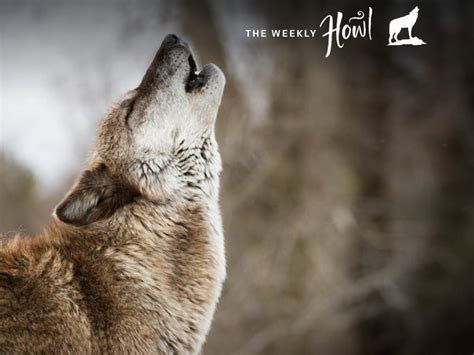 Why Do Wolves Howl Decoding The Language Of Lupines Earthjustice