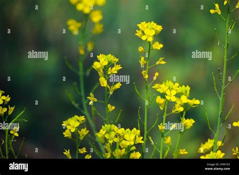 Mustard Plant Hi Res Stock Photography And Images Alamy