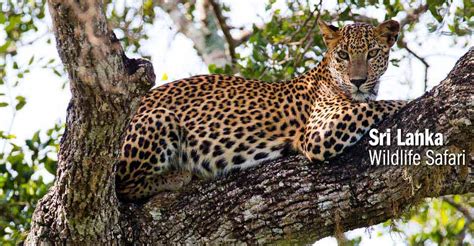 Sri Lanka Wildlife Safari Asia Adventure Travel