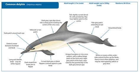 Common Dolphin Whale Watching Handbook
