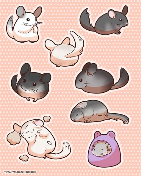 Chinchilla Stickers Chinchilla Cute Cute Animal Drawings Cute