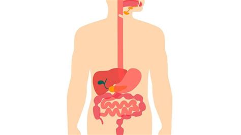 Sistema Digestivo O que é características funções e principais órgãos