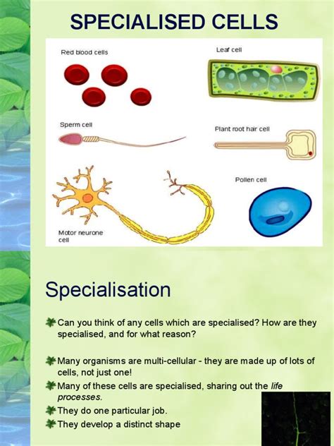 Specialised Cells Pdf Red Blood Cell Cell Biology