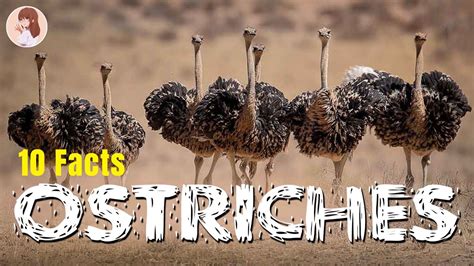 Amazing 10 Facts About Ostriches Youtube