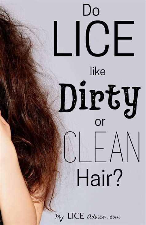 Do Lice Like Clean Or Dirty Hair My Lice Advice