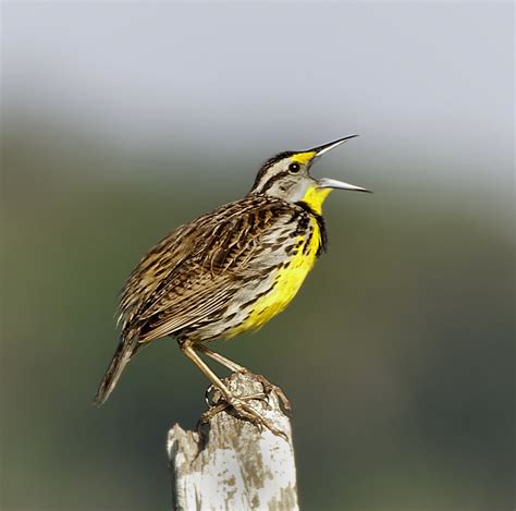 Eastern Meadowlark In Full Singing Mode Explored On 5 1 Flickr