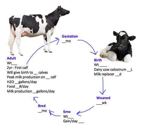 Dairy Cattle Lifecycle Diagram Quizlet