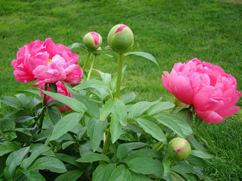 Peony Buds Free Stock Photo Public Domain Pictures