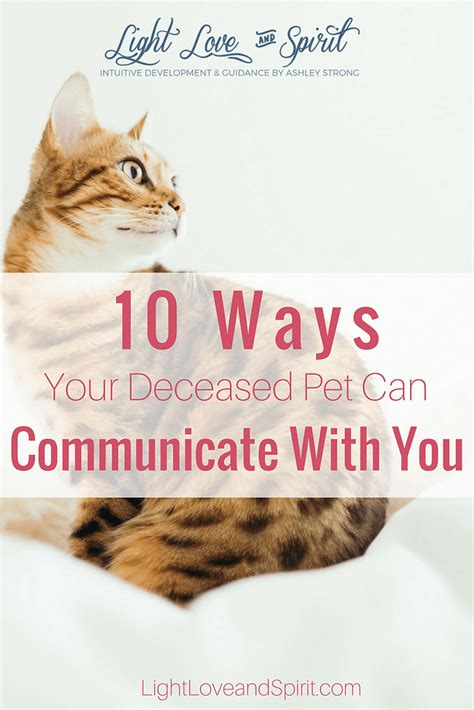 10 Ways Your Deceased Pet Can Communicate With You