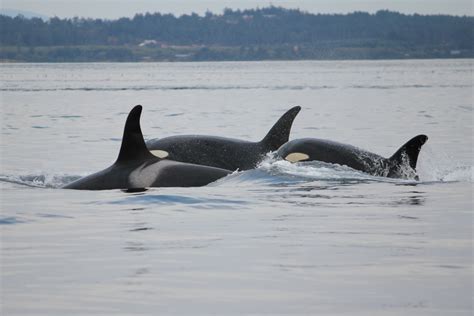 Killer Whales Breach In The Strait Of Juan De Fuca Ctv News