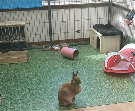 Rabbit Foster Carer Outdoors Or Indoors Beloved Rabbits