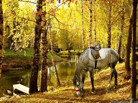 Autumn Trail Riding Trail Riding Horse Riding Grey Horse Miniature