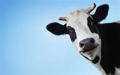 Funny Cow Wallpapers Top Free Funny Cow Backgrounds Wallpaperaccess