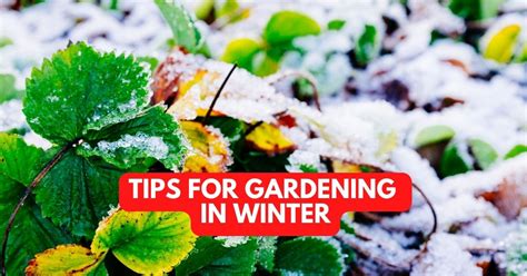 Tips For Gardening In Winter
