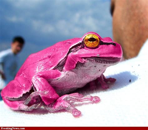 Pink Day Pictures Freaking News Frog Pictures Cute Frogs Tree Frogs