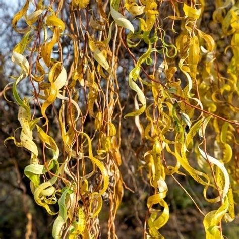 Golden Curls Willow For Sale Buy At