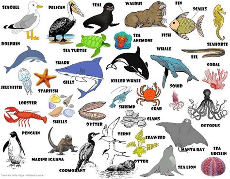 Pictures Of Sea Animals And Their Names Picturemeta