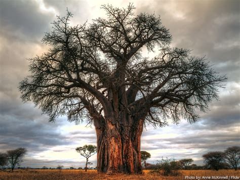interesting facts about baobab trees just fun facts