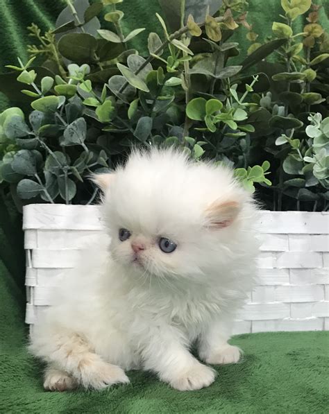 30 Himalayan Kittens For Sale Craigslist Png Persian Cat Exotic