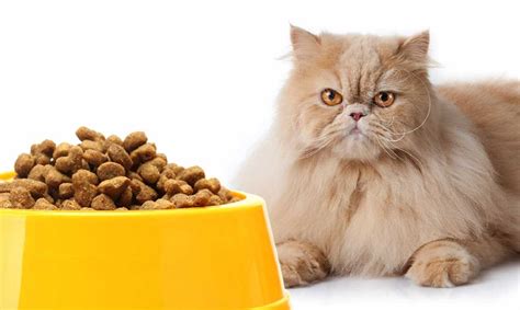 Makanan kucing persia proplan dikhususkan untuk kucing yang. 7 Makanan Kucing Persia yang Bagus untuk Bulu dan ...