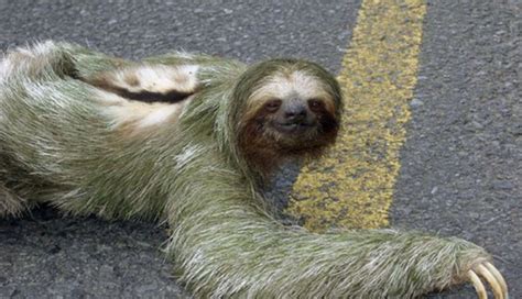 8 Awesome Things You Didnt Know About Sloths The Dodo