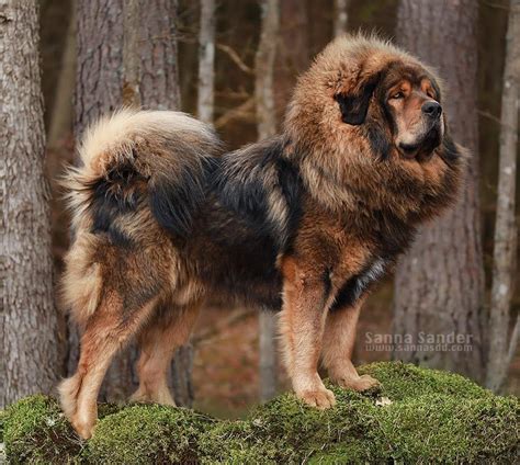 15 Fascinating Facts You Didnt Know About Tibetan Mastiffs The Paws